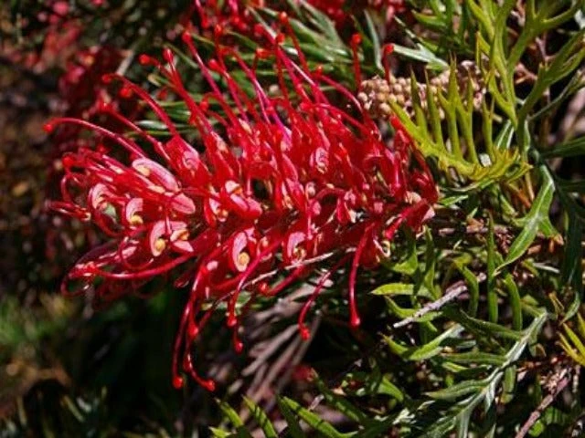 Hedge Shrubs Grevillea Robyn Gordon 4 Hedge Shrubs Grevillea Robyn Gordon