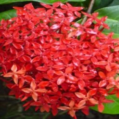 Shrubs Ixora Red Malay