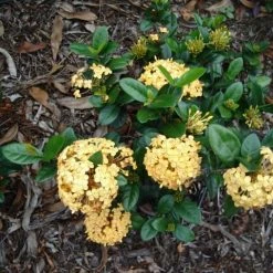 Shrubs Ixora Dwarf Yellow