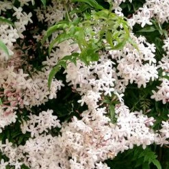 Shrubs Jasmine Polyanthum Pink Jasmine Climber Pack Ground Covers