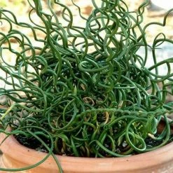 Indoor Garden Juncus Effusus Spiralis Border Plants