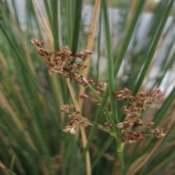 Shrubs Juncus Kraussii Full Sun