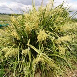 Shrubs Lomandra Hystrix Katie Belles Pbr Matt Rush Border Plants