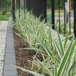 Shrubs Dianella 'Silver Streak' Variegated
