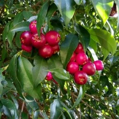 Shrubs The Edible Plants Pack 24 Shrubs The Edible Plants Pack