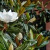 Shrubs Magnolia Grandiflora Little Gem