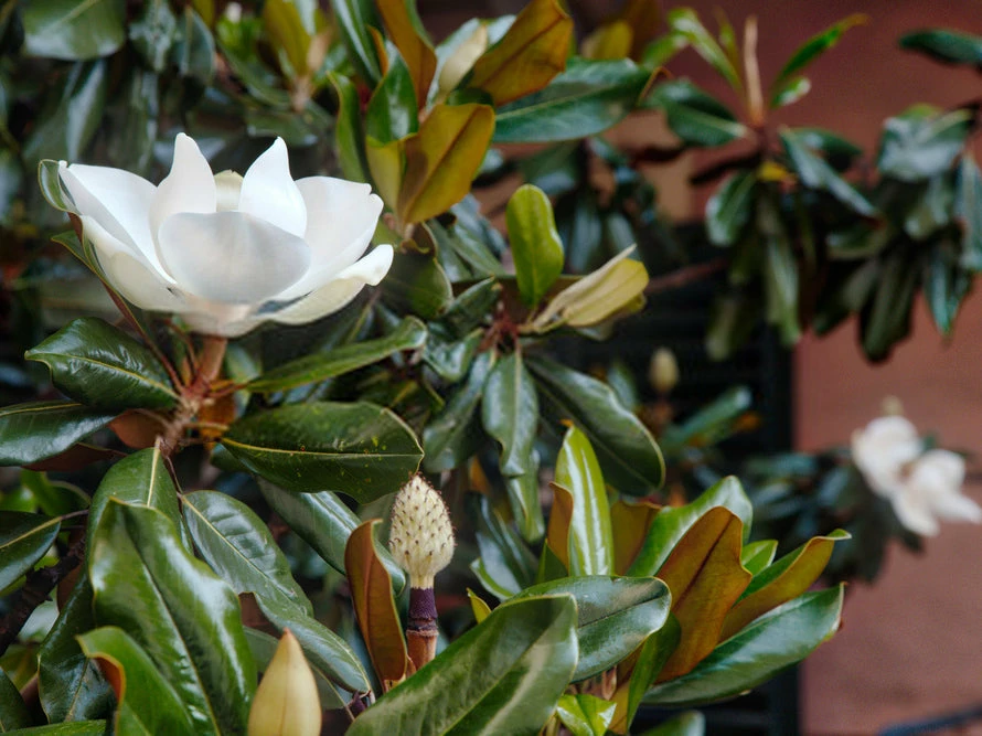 Shrubs Magnolia Grandiflora Little Gem 3 Shrubs Magnolia Grandiflora Little Gem