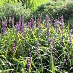 Liriope Amethyst™ Ozbreed Full Sun