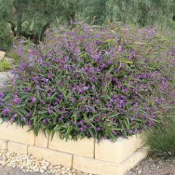 Ozbreed Meema™ Hardenbergia Violacea 'HB1' PBR Border Plants