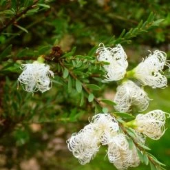 Shrubs Melaleuca Thymifolia White Lace