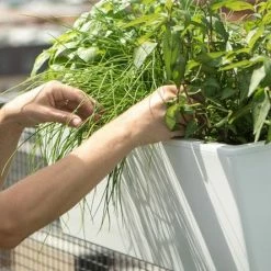 GLOWPEAR PTY LTD Mini Rail