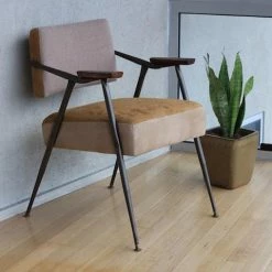 Succulents Sansevieria Dwarf Full Sun