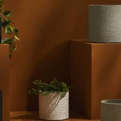 Tree Stripes Pty Ltd Cylinder Pot Monstera - Morning Mist