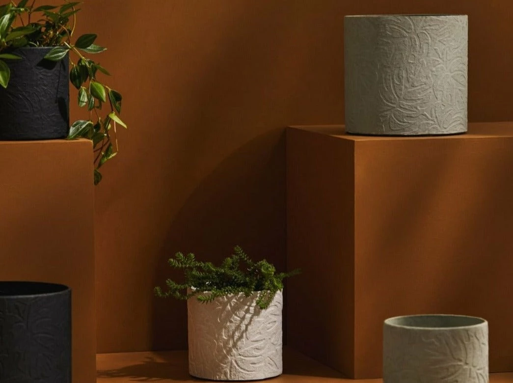 Tree Stripes Pty Ltd Cylinder Pot Monstera - Morning Mist 4 Tree Stripes Pty Ltd Cylinder Pot Monstera - Morning Mist