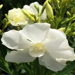Hedge Shrubs Nerium Oleander
