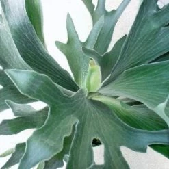 Indoor Garden Pet-Friendly Outdoor Platycerium Netherlands Compact Staghorn