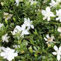Ozbreed Shrubs Gardenia Augusta O So Fine™ Pbr