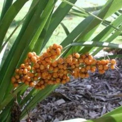 Shrubs Lomandra Spicata Full Sun