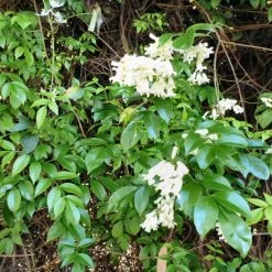 Shrubs Pandorea Pandorana Snowbells Border Plants