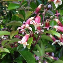 Shrubs Assorted Pack Of Outdoor Climbing Plants