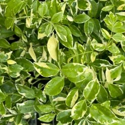 Shrubs Pandorea Jasminoides Variegata Ground Covers