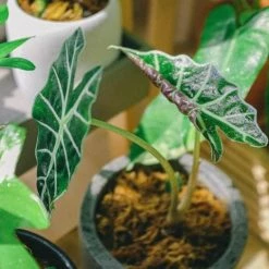Indoor Garden Alocasia Dwarf (smallest) Amazonica Elephant Ear Plant Alocasias