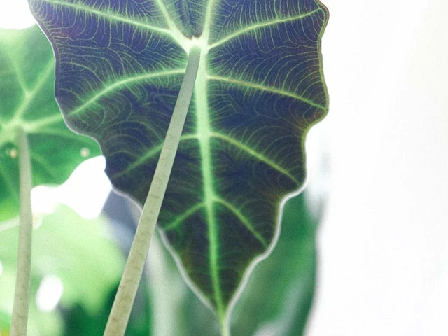 Indoor Garden Alocasias Alocasia Lowii 'Polly Amazonica' 5 Indoor Garden Alocasias Alocasia Lowii 'Polly Amazonica'