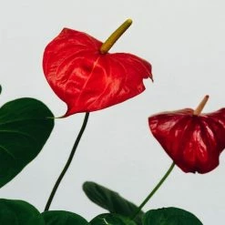 Indoor Garden Anthurium Andreanum Great Red Easy Care Plants