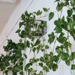 Indoor Garden Pothos 'Devils Ivy' Golden Pothos "Devils Ivy" Indoor Plant Pack