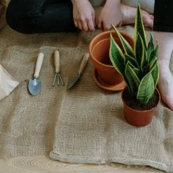 Indoor Garden Sansevieria Trifasciata Superba Paper Pots