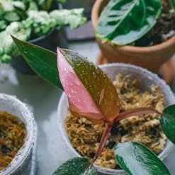 Indoor Garden Philodendron Erubescens Pink Princess