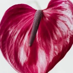 Indoor Garden Anthurium Adreanum Purple Arc Shrubs