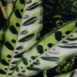 Indoor Garden Pet-friendly Indoor Plants Calathea Insignis Rattle Snake Box