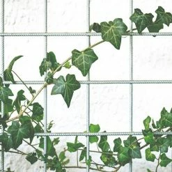 Shrubs Full Sun Hedera Helix "Star"