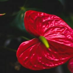 Indoor Garden Anthurium Andreanum Great Red Easy Care Plants 7 Indoor Garden Anthurium Andreanum Great Red Easy Care Plants