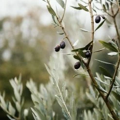 Shrubs Olea Europaea Frantoio 'Olive Tree'
