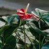 Indoor Garden Anthurium Mixed Pack Easy Care Plants