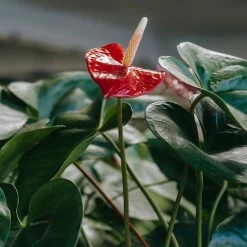 Indoor Garden Anthurium Mixed Pack Easy Care Plants