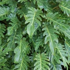 Shrubs Philodendron Xanadu Border Plants