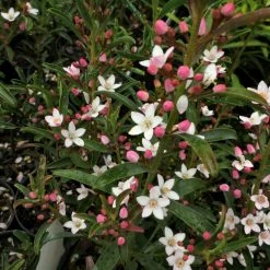 Shrubs Philotheca Myoporoides Winter Rouge