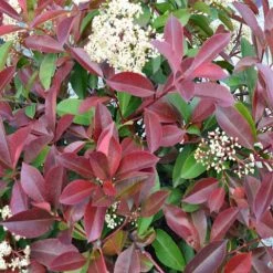 Hedge Photinia Glabra Rubens