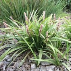Ozbreed Pink Pearl™ Liriope Muscari ‘VS001’