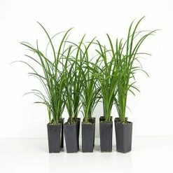 Shrubs Full Sun Liriope Muscari Big Blue