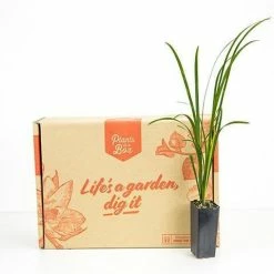 Shrubs Full Sun Liriope Muscari Big Blue