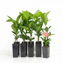 Shrubs Ixora Pink Malay