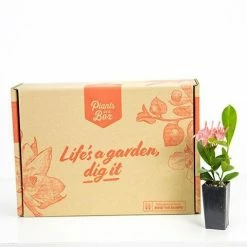 Shrubs Ixora Pink Malay