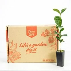 Shrubs Ixora Gold Malay