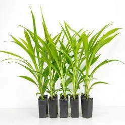 Shrubs Cordyline Stricta Full Sun