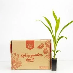 Shrubs Cordyline Stricta Full Sun