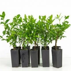 Hedge Shrubs Cuphea Hyssopifolia White